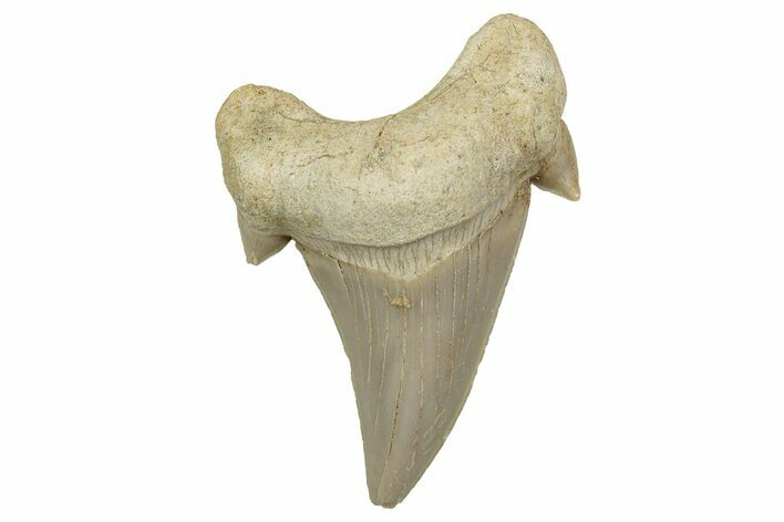 Fossil Shark Tooth (Otodus) - Morocco #353428